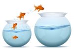 Multiple Goldfish Jumping Between Bowls